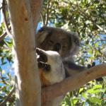 Raymond Island - Koalas